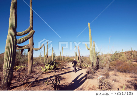 Saguaro Saguaro 73517108