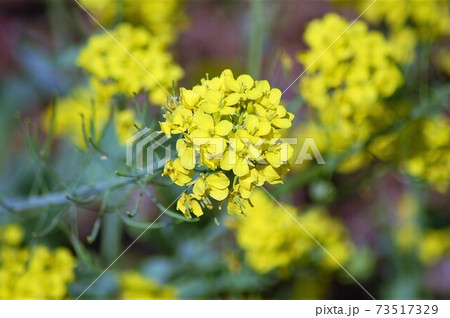 伊勢横輪の菜の花 伊勢横輪の菜の花 73517329