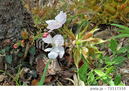 横輪桜の芽生え 横輪桜の芽生え 73517330
