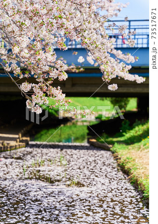 桜と小川に浮かぶ花びら 73517671