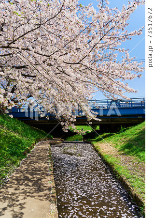 桜と小川に浮かぶ花びら 桜と小川に浮かぶ花びら 73517672