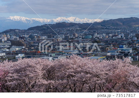 弘法山古墳の桜 73517817