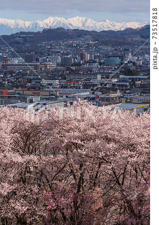 弘法山古墳の桜 弘法山古墳の桜 73517818