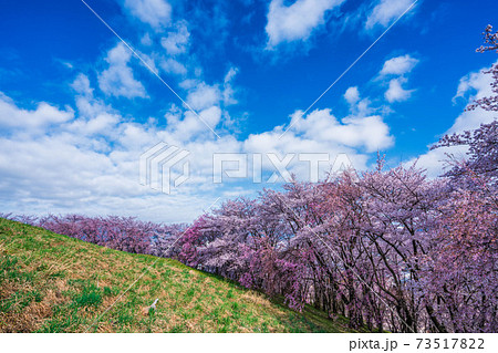 弘法山古墳の桜 弘法山古墳の桜 73517822