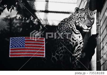 ジャガーとアメリカ国旗 ジャガーとアメリカ国旗 73518169