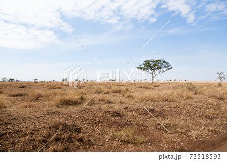 Serengeti National Park landscape, Tanzania, Africa 73518593