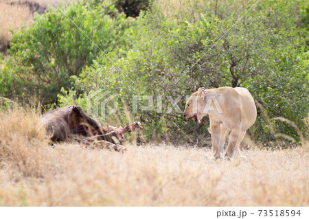 Lioness close up. Serengeti National Park, Tanzania, Africa Lioness close up. Serengeti National Park, Tanzania, Africa 73518594