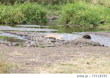 Antelope stuck in mud at Serengeti National Park, Tanzania, Africa Antelope stuck in mud at Serengeti National Park, Tanzania, Africa 73518595
