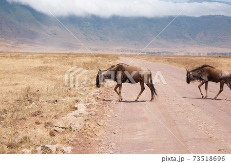 Wildebeest on Ngorongoro Conservation Area crater, Tanzania 73518696