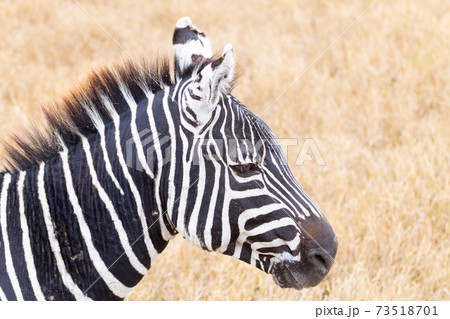 Zebra close up. Ngorongoro Conservation Area crater, Tanzania 73518701