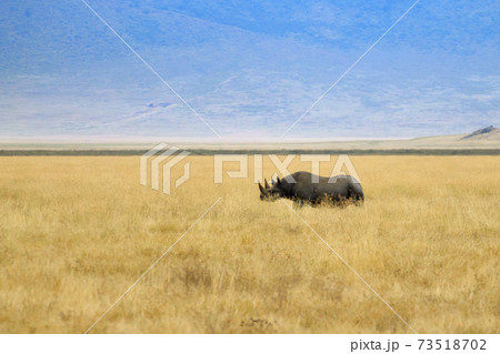 Black rhinoceros on Ngorongoro Conservation Area crater, Tanzania Black rhinoceros on Ngorongoro Conservation Area crater, Tanzania 73518702