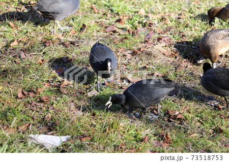 日本の埼玉県元荒川の河川敷で餌をついばむヒドリガモとオオバン 73518753