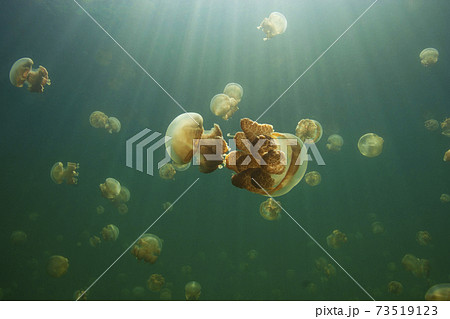 ジェリーフィッシュレイク 73519123
