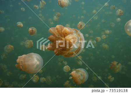 ジェリーフィッシュレイク 73519138