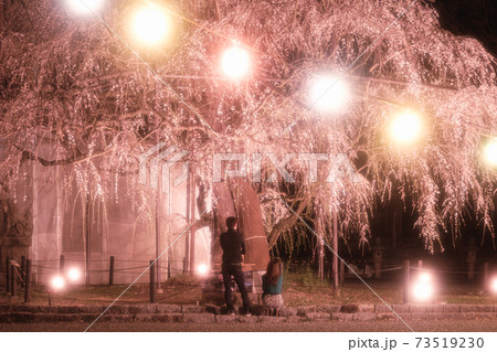 夜のしだれ桜の下でふたり 73519230