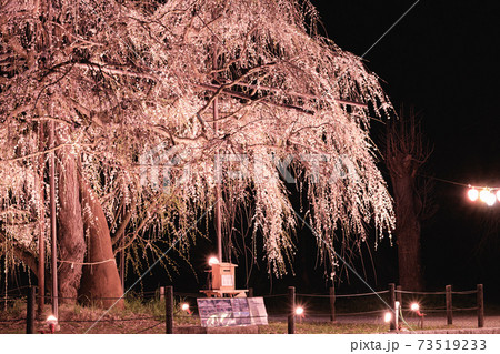 夜のしだれ桜のライトアップ 73519233