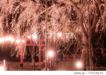 夜のしだれ桜のライトアップ 73519235