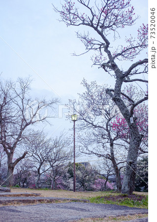 うめまつり　梅林園 73520046