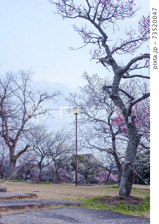 うめまつり　梅林園 73520047