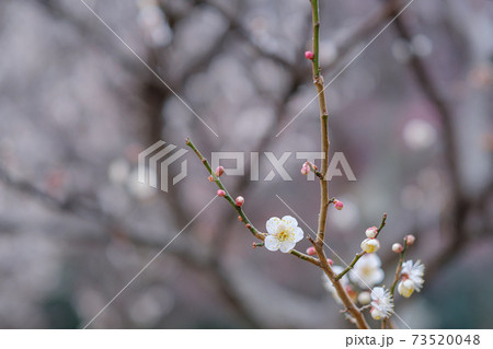 梅の花　白牡丹 73520048