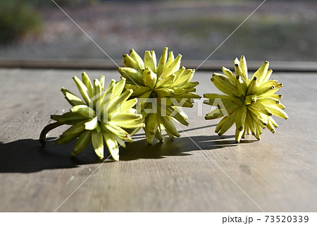 バナナみたいな旱蓮木（カンレンボク）の実と晩秋を楽しむ 73520339