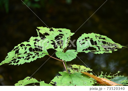 奇麗に葉脈だけ食べ残された葉っぱが面白い晩秋の風景と冬の気配の写真素材