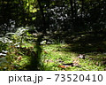 苔むす地面に優しい光との影の道 73520410
