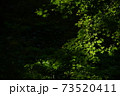 暗い森に差し込む一筋の光が初秋の紅葉を照らし出す光と影の幻影 73520411