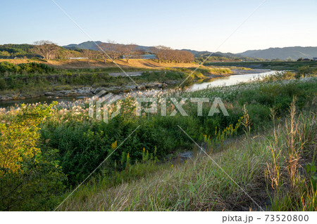 夕暮れの矢部川　ススキ【福岡県八女市】 73520800