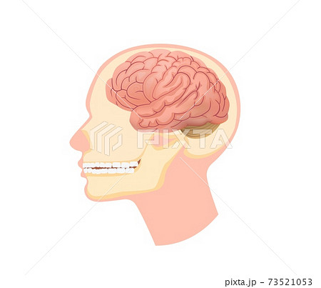 Human Head Diagram Side View
