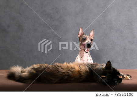 Interesting story featuring a cat and a dog Interesting story featuring a cat and a dog 73521100