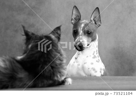 Hello cat, Im a dog, nice to meet you Hello cat, Im a dog, nice to meet you 73521104