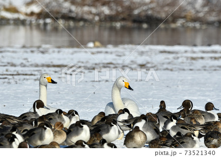 ハクチョウ 73521340