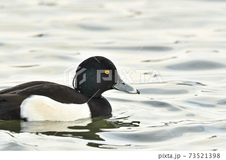 キンクロハジロ 73521398