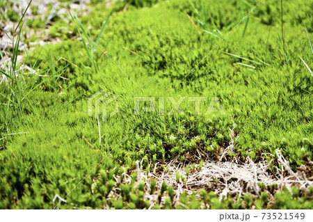 高原植物 73521549