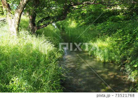 見沼たんぼの見沼代用水、日差しで輝く水面【埼玉県さいたま市】 見沼たんぼの見沼代用水、日差しで輝く水面【埼玉県さいたま市】 73521768
