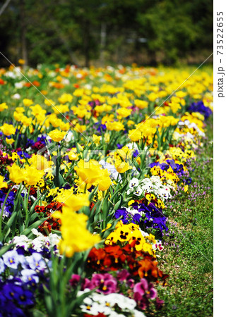 広島県庄原市　備北丘陵公園　春の花畑 73522655