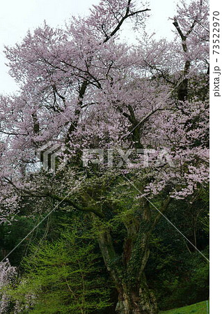 吉良のエドヒガン桜 吉良のエドヒガン桜 73522970