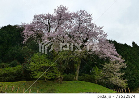 吉良のエドヒガン桜 吉良のエドヒガン桜 73522974