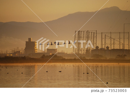 鳥取県米子市　水鳥公園　早朝　餌場に飛立つコハクチョウ 73523003