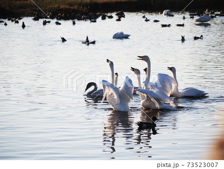 鳥取県米子市 水鳥公園 コハクチョウ 鳥取県米子市 水鳥公園 コハクチョウ 73523007