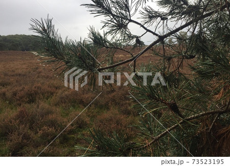 Woods near Amsterdam during lockdown due to covid 19 measurements 73523195