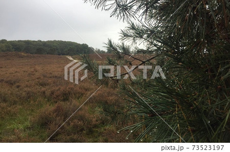 Woods near Amsterdam during lockdown due to covid 19 measurements 73523197
