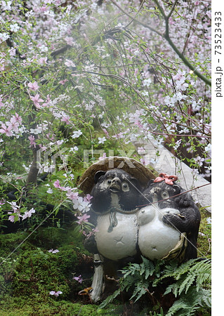 京都六角堂の御幸桜と可愛いタヌキ 73523433