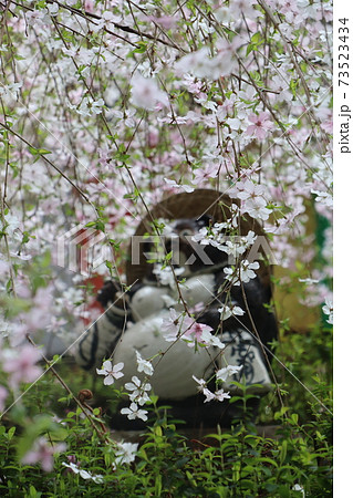 京都六角堂の御幸桜と可愛いタヌキ 73523434