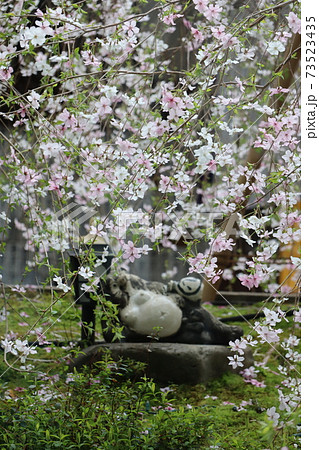 京都六角堂の御幸桜と可愛いタヌキ 73523435