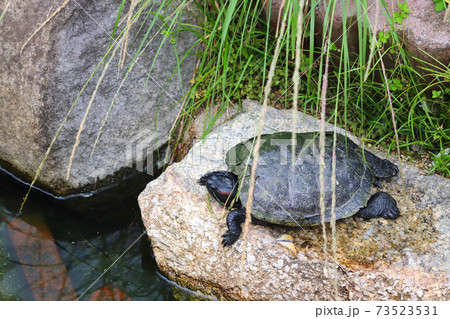 ミシシッピアカミミガメ 73523531