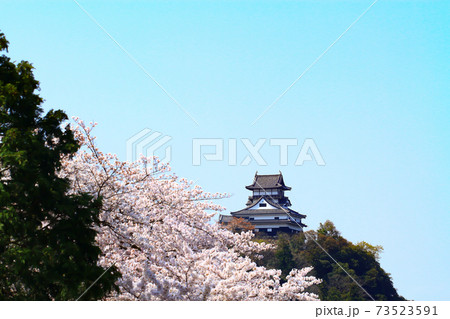 春の犬山市、犬山城と桜の風景 春の犬山市、犬山城と桜の風景 73523591