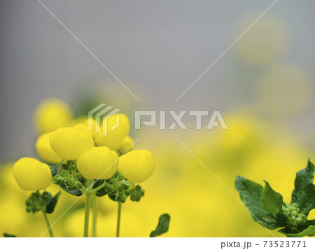 カルセオラリア カルセオラリア 73523771