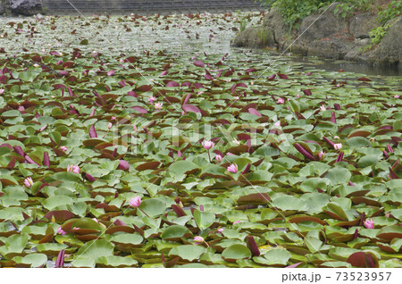 池にピンク色や黄色のスイレンの花がたくさん咲いています。 73523957